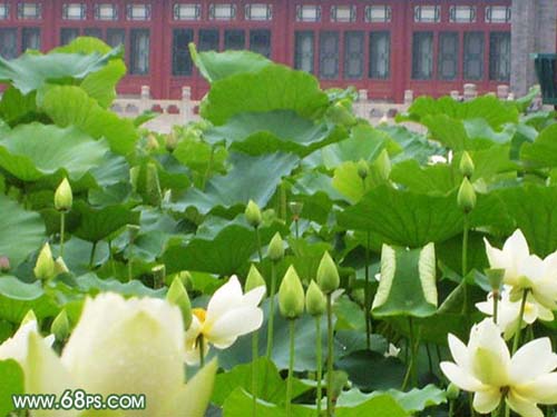 photoshop突出mm照片意境讓畫面清晰