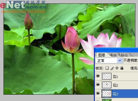 photoshop與ir打造荷花盛開動畫_網頁設計轉載