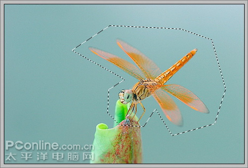 photoshop cs3教程:蜻蜓落荷花動畫 photoshop cs3教程:蜻蜓落荷花動畫