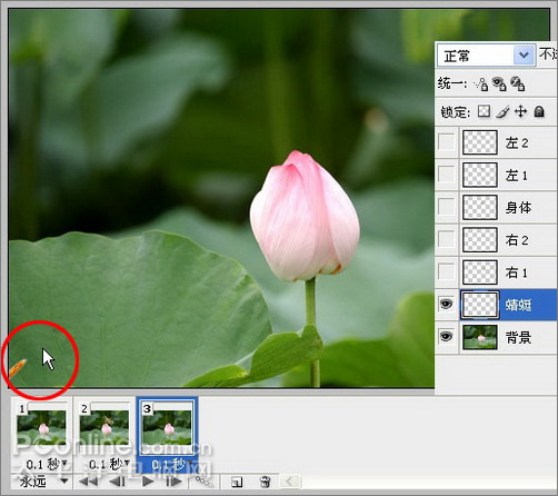 photoshop cs3教程:蜻蜓落荷花動畫 photoshop cs3教程:蜻蜓落荷花動畫