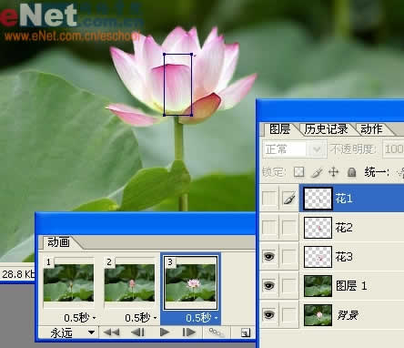 photoshop與ir打造荷花盛開動畫_網頁設計轉載