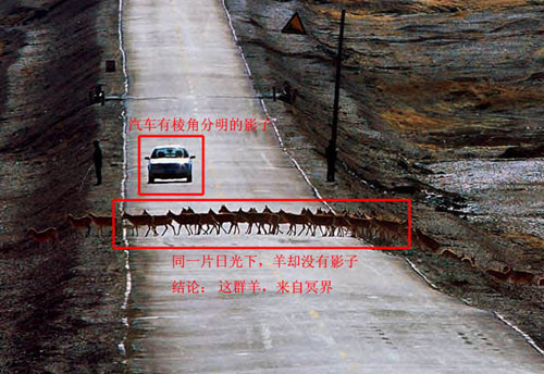 來自冥界的藏羚羊群？