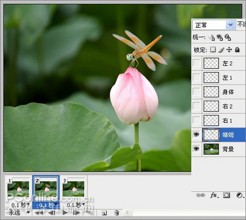 photoshop cs3教程:蜻蜓落荷花動畫 photoshop cs3教程:蜻蜓落荷花動畫