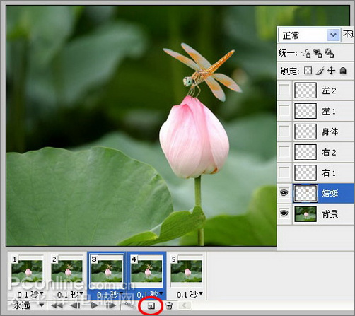photoshop cs3教程:蜻蜓落荷花動畫 photoshop cs3教程:蜻蜓落荷花動畫