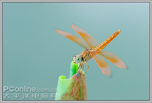 photoshop cs3教程:蜻蜓落荷花動畫 photoshop cs3教程:蜻蜓落荷花動畫