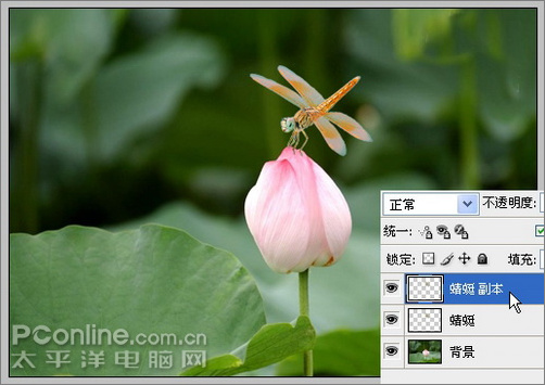 photoshop cs3教程:蜻蜓落荷花動畫 photoshop cs3教程:蜻蜓落荷花動畫