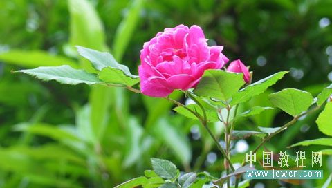 photoshop照片選區的各種制作方法