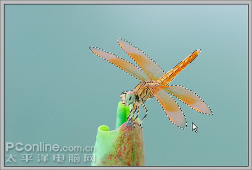 photoshop cs3教程:蜻蜓落荷花動畫 photoshop cs3教程:蜻蜓落荷花動畫