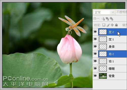 photoshop cs3教程:蜻蜓落荷花動畫 photoshop cs3教程:蜻蜓落荷花動畫