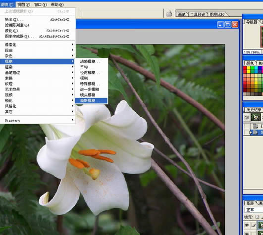 photoshop處理數(shù)碼照片的背景alt=花卉照片處理:簡化背景突出主體