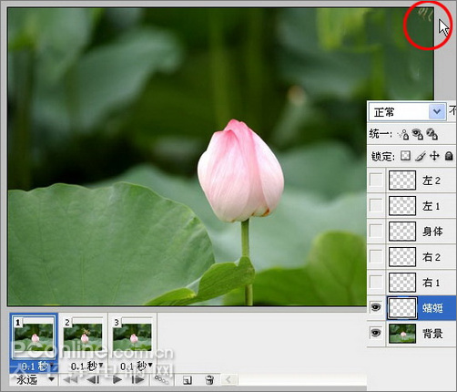 photoshop cs3教程:蜻蜓落荷花動畫 photoshop cs3教程:蜻蜓落荷花動畫