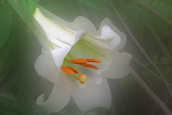 photoshop處理數(shù)碼照片的背景alt=花卉照片處理:簡化背景突出主體