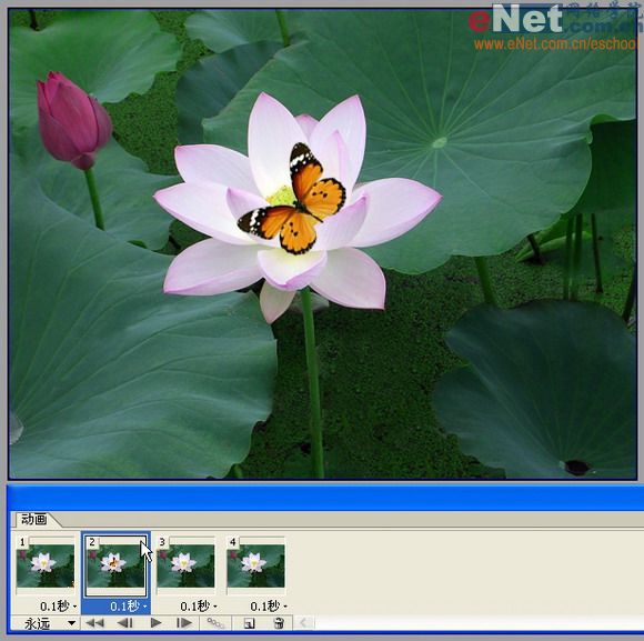 imageready蝶戀花 動畫制作教程_網(wǎng)頁設(shè)計(jì)webjx.com整理