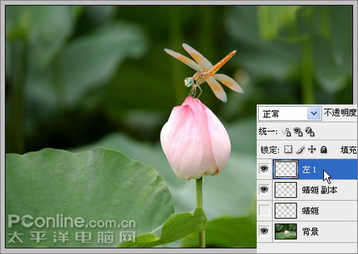 photoshop cs3教程:蜻蜓落荷花動畫 photoshop cs3教程:蜻蜓落荷花動畫