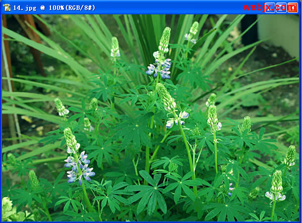 photoshop教程：花卉更加嫩綠清晰