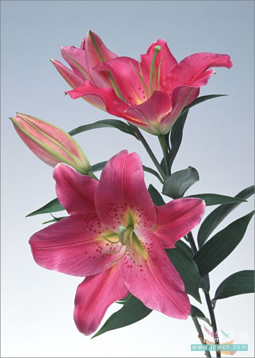 photoshop教程:詳細繪制漂亮的花瓶 photoshop教程:詳細繪制漂亮的花瓶