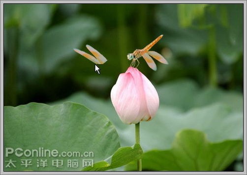 photoshop cs3教程:蜻蜓落荷花動畫 photoshop cs3教程:蜻蜓落荷花動畫