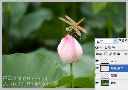 photoshop cs3教程:蜻蜓落荷花動畫 photoshop cs3教程:蜻蜓落荷花動畫