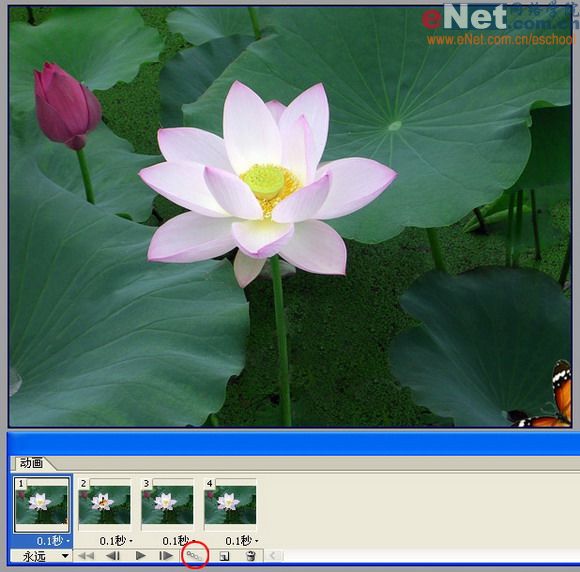 imageready蝶戀花 動畫制作教程_網(wǎng)頁設(shè)計(jì)webjx.com整理
