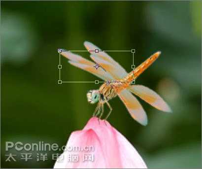 photoshop cs3教程:蜻蜓落荷花動畫 photoshop cs3教程:蜻蜓落荷花動畫