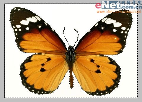 imageready蝶戀花 動畫制作教程_網(wǎng)頁設(shè)計(jì)webjx.com整理