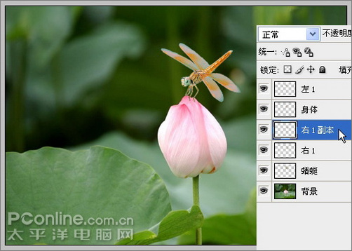 photoshop cs3教程:蜻蜓落荷花動畫 photoshop cs3教程:蜻蜓落荷花動畫