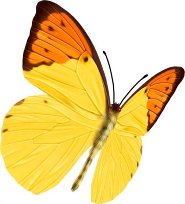 photoshop為mm數(shù)碼照片做花落花開簽名_網(wǎng)頁設(shè)計整理