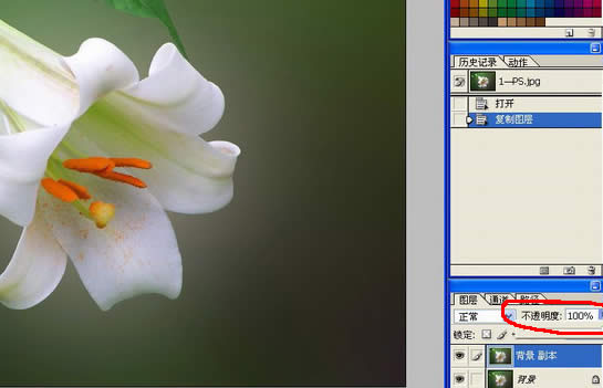photoshop處理數(shù)碼照片的背景alt=花卉照片處理:簡化背景突出主體
