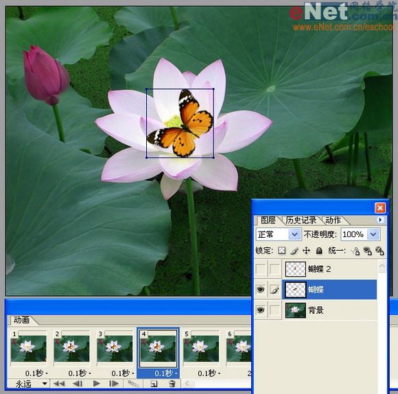 imageready蝶戀花 動畫制作教程_網(wǎng)頁設(shè)計(jì)webjx.com整理