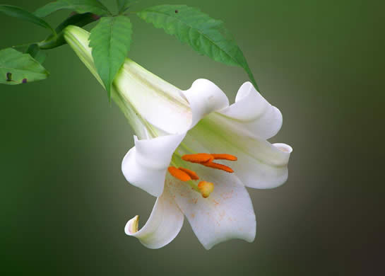 photoshop處理數(shù)碼照片的背景alt=花卉照片處理:簡化背景突出主體