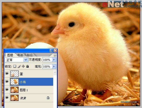 photoshop合成“蛋殼里的小雞”_網頁設計webjx.com轉載(2)