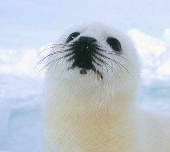 photoshop照片合成：海豹臉型的荔枝