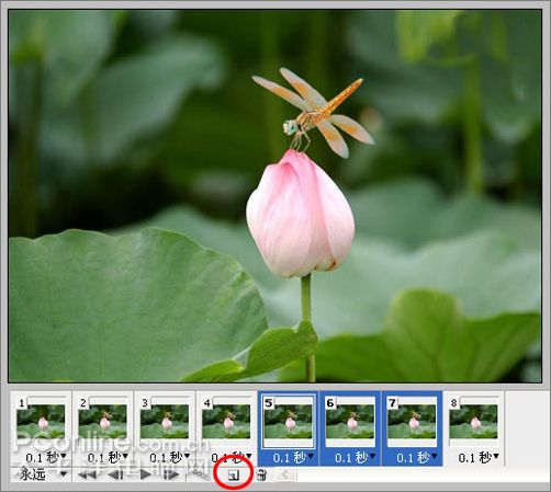 photoshop cs3教程:蜻蜓落荷花動畫 photoshop cs3教程:蜻蜓落荷花動畫