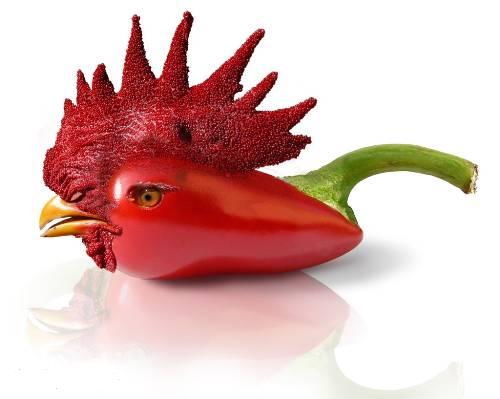 animals + fruits + photoshopwebjx.com