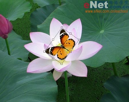 imageready蝶戀花 動畫制作教程_網(wǎng)頁設(shè)計(jì)webjx.com整理