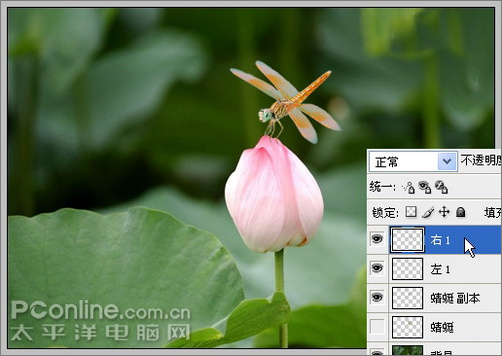 photoshop cs3教程:蜻蜓落荷花動畫 photoshop cs3教程:蜻蜓落荷花動畫