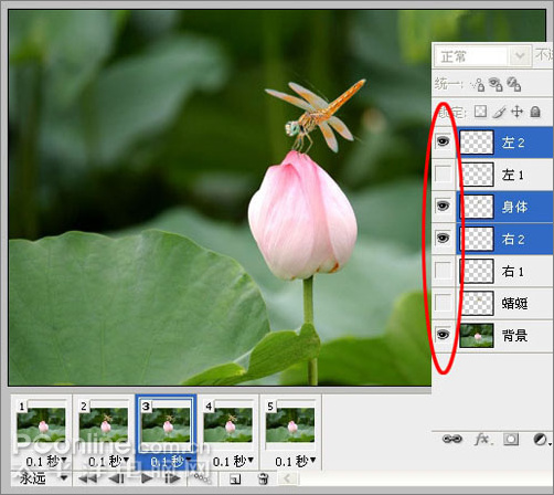 photoshop cs3教程:蜻蜓落荷花動畫 photoshop cs3教程:蜻蜓落荷花動畫