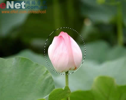 photoshop與ir打造荷花盛開動畫_網頁設計轉載