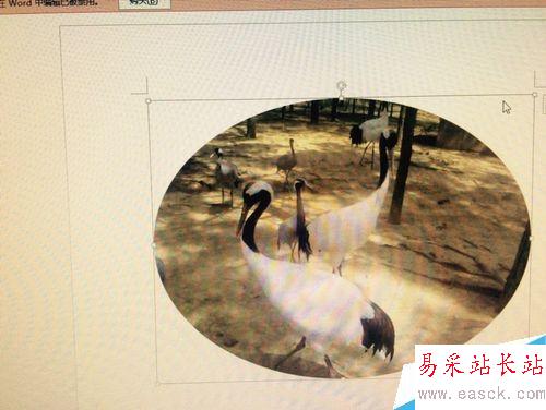 如何在word中改變插入圖片的形狀