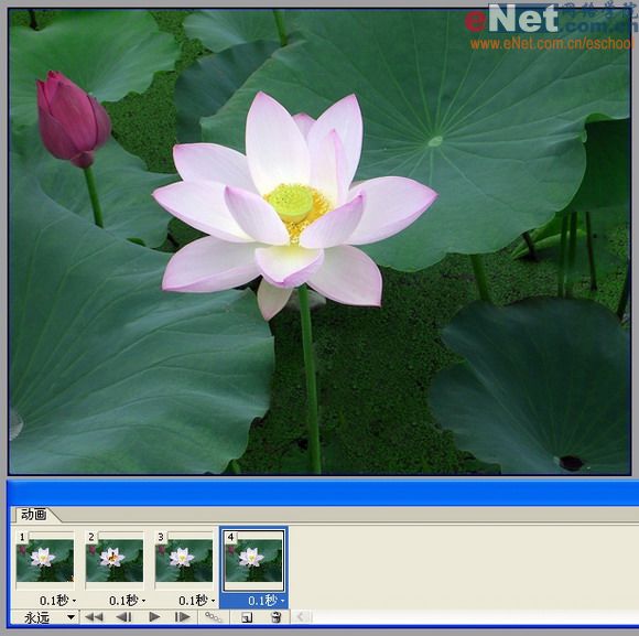 imageready蝶戀花 動畫制作教程_網(wǎng)頁設(shè)計(jì)webjx.com整理