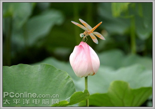 photoshop cs3教程:蜻蜓落荷花動畫 photoshop cs3教程:蜻蜓落荷花動畫
