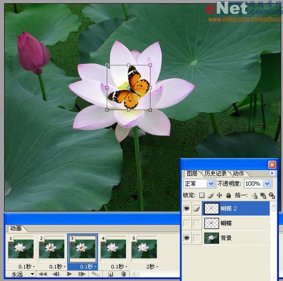 imageready蝶戀花 動畫制作教程_網(wǎng)頁設(shè)計(jì)webjx.com整理
