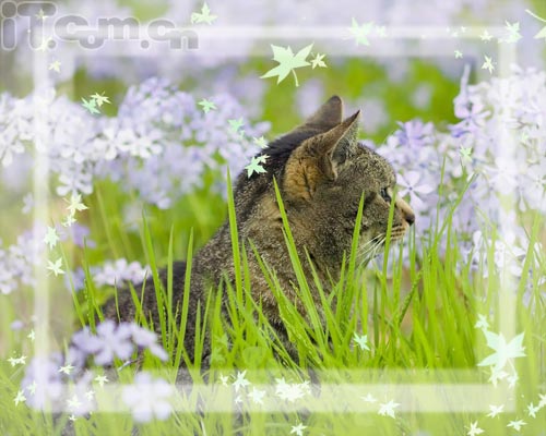 photoshop新手教程：添加相框及簽名
