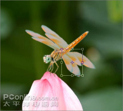 photoshop cs3教程:蜻蜓落荷花動畫 photoshop cs3教程:蜻蜓落荷花動畫