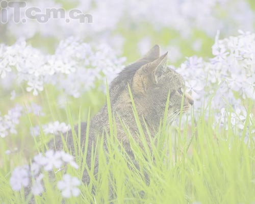 photoshop新手教程：添加相框及簽名