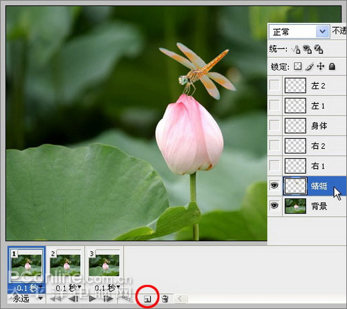 photoshop cs3教程:蜻蜓落荷花動畫 photoshop cs3教程:蜻蜓落荷花動畫