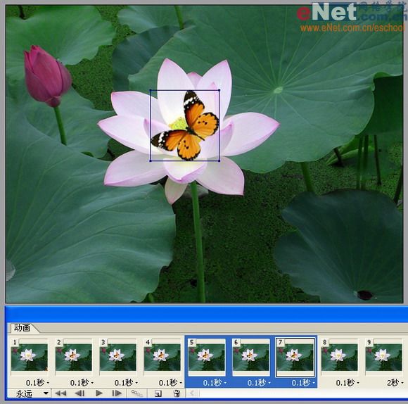 imageready蝶戀花 動畫制作教程_網(wǎng)頁設(shè)計(jì)webjx.com整理