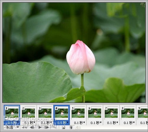 photoshop cs3教程:蜻蜓落荷花動畫 photoshop cs3教程:蜻蜓落荷花動畫