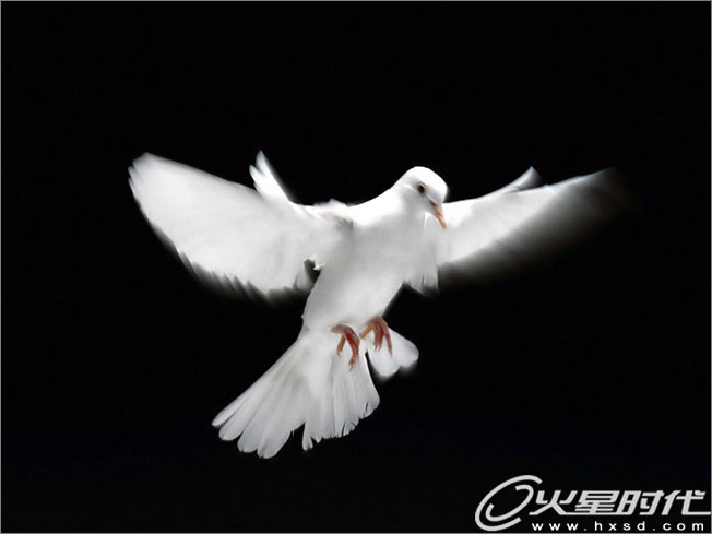 photoshop照片合成:幻境中的和平鴿 photoshop照片合成:幻境中的和平鴿