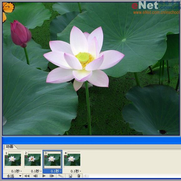 imageready蝶戀花 動畫制作教程_網(wǎng)頁設(shè)計(jì)webjx.com整理